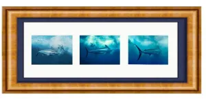 EXPEDITION BLACK MARLIN TRIPTYCH PHOTO ART FRAMED